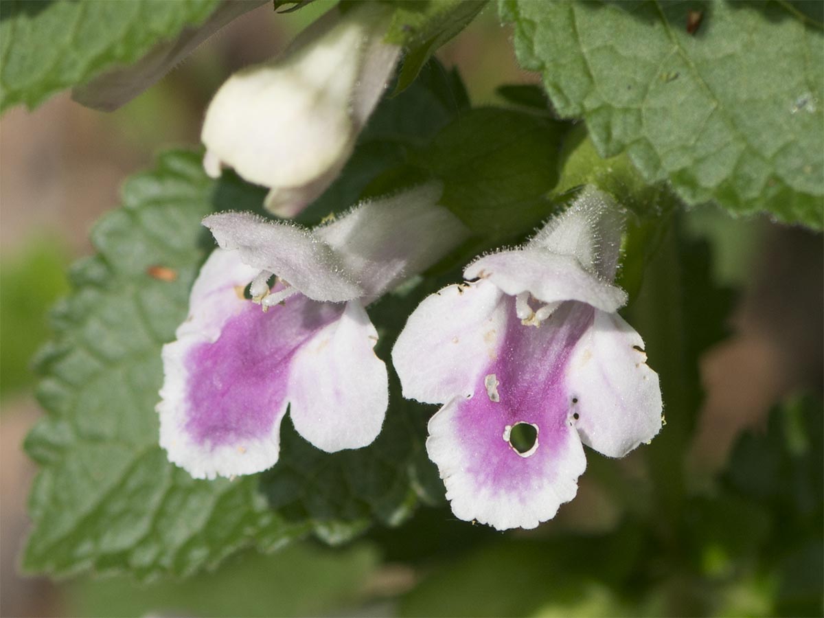 Melittis melissophyllum